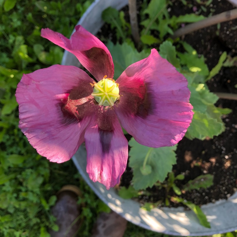 Meet your Posher, Deanna